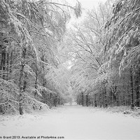 Buy canvas prints of Snow covered trees, Thetford Forest, Norfolk by Liam Grant