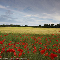 Buy canvas prints of Field of barley and poppies at sunset. Norfolk by Liam Grant