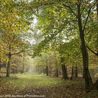 Buy canvas prints of Sweet Chestnut leaves in fog. Thetford, Norfolk, U by Liam Grant