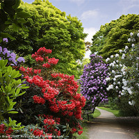 Buy canvas prints of Path through Rhododendrons. Sheringham, Norfolk, U by Liam Grant