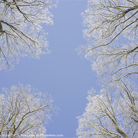 Buy canvas prints of Frozen tree tops. Norfolk, UK. by Liam Grant