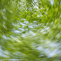 Buy canvas prints of Abstract of Beech trees (Fagus sylvatica), Norfolk by Liam Grant