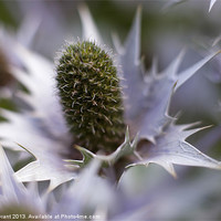 Buy canvas prints of Detail of Eryngium Silver Ghost (Eryngium giganteu by Liam Grant