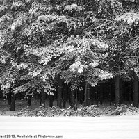 Buy canvas prints of Snow covered Pine trees. Thetford Forest, Norfolk, by Liam Grant