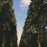 Buy canvas prints of Avenue of Douglas Fir trees. Norfolk, UK. by Liam Grant