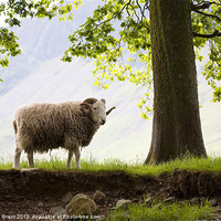 Buy canvas prints of Herdwick Sheep, Lake District, Cumbria, UK in Summ by Liam Grant