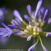 Buy canvas prints of African Blue Lily (Agapanthus) growing in a garden by Liam Grant