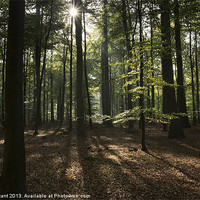 Buy canvas prints of Beech woodland, Thetford, Norfolk, UK in Autumn by Liam Grant