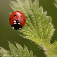 Buy canvas prints of Ladybird (Coccinella septempunctata) Narborough, N by Liam Grant