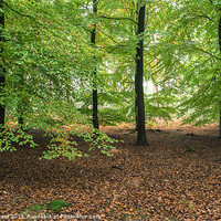 Buy canvas prints of Beech trees (Fagus sylvatica), Norfolk, UK in Autu by Liam Grant