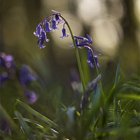 Buy canvas prints of Bluebells, South Weald, Essex, UK by Liam Grant