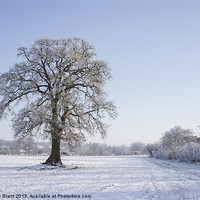 Buy canvas prints of Snowy Oak Tree. Hilborough, Norfolk, UK. by Liam Grant