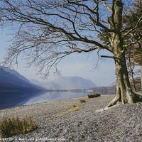 Buy canvas prints of Buttermere reflections and tree on the shore. Lake by Liam Grant