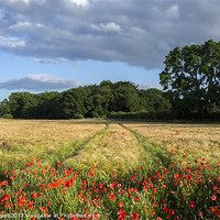 Buy canvas prints of Barley and poppies. Narford, Norfolk, UK in Summer by Liam Grant
