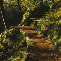 Buy canvas prints of Footpaths through Autumnal woodland at Aira Force. by Liam Grant