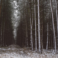 Buy canvas prints of Pine trees in snow. Santon Downham, Norfolk, UK. by Liam Grant