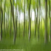 Buy canvas prints of Abstract of Beech trees (Fagus sylvatica), Norfolk by Liam Grant