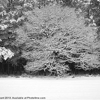 Buy canvas prints of Snow covered Oak tree. Thetford Forest, Norfolk, U by Liam Grant