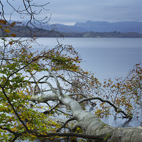 Buy canvas prints of Fallen Beech tree on Lake Windermere with Langdale by Liam Grant