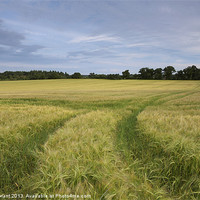 Buy canvas prints of Field of Barley at sunset. North Pickenham, Norfol by Liam Grant