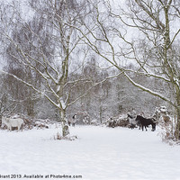 Buy canvas prints of Wild ponies in snow. Litcham Common, Norfolk, UK. by Liam Grant