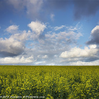 Buy canvas prints of Clouds over field of Rape, Egmere, Walsingham, Nor by Liam Grant