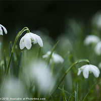 Buy canvas prints of Snowdrops (Galanthus Nivalis) covered in dew dropl by Liam Grant