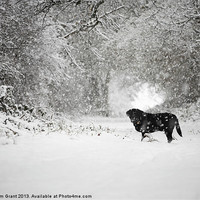 Buy canvas prints of Black labrador in Snow, Thetford Forest, Norfolk,  by Liam Grant
