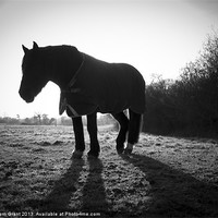 Buy canvas prints of Horse along Peddars Way, Norfolk, UK in Winter. by Liam Grant
