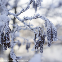 Buy canvas prints of Frozen, frost covered Catkins. Norfolk, UK. by Liam Grant