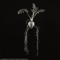 Buy canvas prints of Project Decay. Carrot by Liam Grant