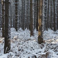 Buy canvas prints of Snow, Thetford Forest, Norfolk, UK by Liam Grant