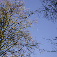 Buy canvas prints of Moon in blue evening sky between Beech trees (Fagu by Liam Grant