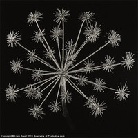 Buy canvas prints of Project Decay. Hogweed (Heracleum sphondylium) by Liam Grant