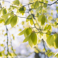 Buy canvas prints of New Spring Beech tree leaves (Fagus sylvatica). No by Liam Grant