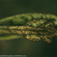 Buy canvas prints of Detail of a young newly formed Fern frond. Norfolk by Liam Grant