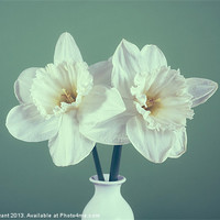 Buy canvas prints of Two white Daffodils (Narcissus) in a vase by Liam Grant