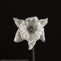 Buy canvas prints of Project Decay. Daffodil (Narcissus) by Liam Grant