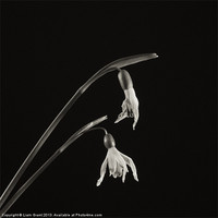 Buy canvas prints of Project Decay. Snowdrop (Galanthus nivalis) by Liam Grant