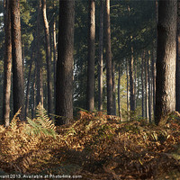Buy canvas prints of mist in Pine Forest, Thetford, Norfolk, UK by Liam Grant
