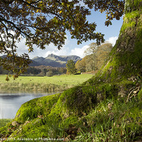 Buy canvas prints of Oak tree, River Brathay and Langdale Pikes. Near E by Liam Grant