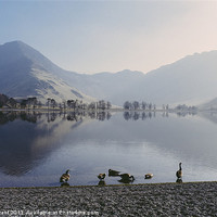 Buy canvas prints of Geese on Buttermere. Lake District, Cumbria, UK. by Liam Grant