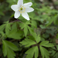 Buy canvas prints of Wild Wood Anemone. Norfolk, UK in Spring. by Liam Grant