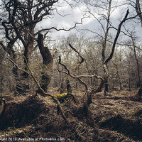 Buy canvas prints of Twisted gnarled tree branches along the Nar Valley by Liam Grant
