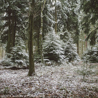 Buy canvas prints of Pine trees in snow. Thetford forest, Norfolk, UK. by Liam Grant
