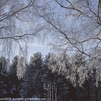 Buy canvas prints of Frozen, snow covered Silver Birch trees. Norfolk,  by Liam Grant