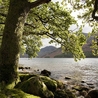 Buy canvas prints of Oak tree on the shore of Buttermere. by Liam Grant