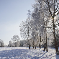 Buy canvas prints of Frozen, snow covered Silver Birch trees. Norfolk,  by Liam Grant