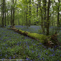 Buy canvas prints of Bluebell Wood, Blickling Estate, Norfolk, UK by Liam Grant