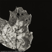 Buy canvas prints of Project Decay. Leaf skeleton. by Liam Grant